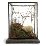 Taxidermy interest: an albino mole in a naturalistic setting within a glass case, 26cm high
