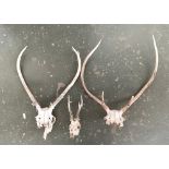 Taxidermy interest: two sets of red deer antlers and a set of roe deer antlers