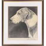 20th century British, charcoal study of a foxhound, signed Franklin, 28x25cm