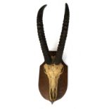 Taxidermy interest: An Antelope skull and horn trophy