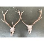 Taxidermy interest: two sets of deer antlers, 10 point and 11 point