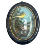 Taxidermy interest: canary and bramble finch in a naturalistic setting within an oval convex