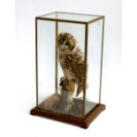 Taxidermy interest: a tawny owl in a naturalistic setting, the glazed case 52cm high, the owl