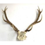 A set of 12 point antlers