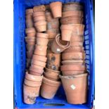 A blue plastic crate containing a large quantity of small terracotta plant pots (approx. 50)