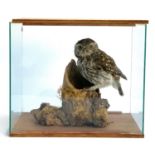 Taxidermy interest: a tawny owl on a naturalistic stump, the case 31cmH