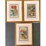 Three late 19th century prints of exotic birds, after G. Mutzel, each approx. 22x13cm
