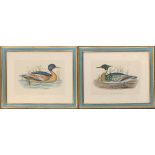 A pair of hand coloured prints, 'Goosander' and 'Red Breasted Merganser', each plate approx. 19.