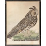 Cornelius Nozeman (1720/21-1786), 'Strix Otus', 18th century coloured engraving of an owl, 40.5x31cm