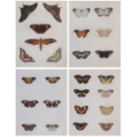 After Pieter Cramer, Lepidopterology interest, four coloured plates from 'De Uitlandsche Kapellen