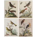 After George Edwards, four 18th century ornithological coloured engravings, c.1746-62, comprising '