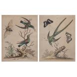 After George Edwards, a pair of 18th century ornithological coloured engravings, c.1742, 'Huming
