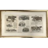 A framed set of three pages from the London Illustrated News 1849, depicting prize cows and other