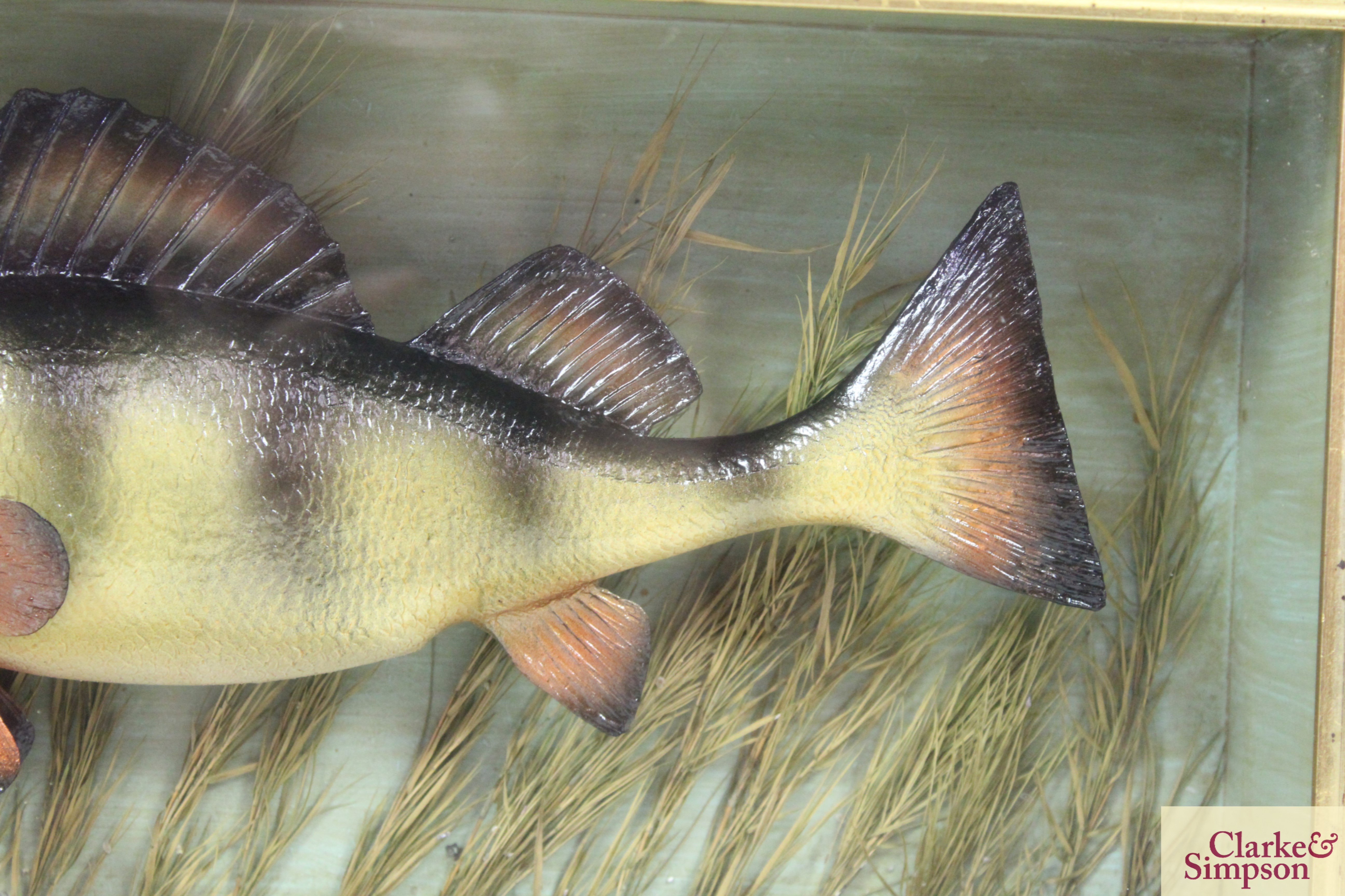 ** UPDATED DESCRIPTION** A cased model of a Perch, approx. 19½" long - Image 3 of 7