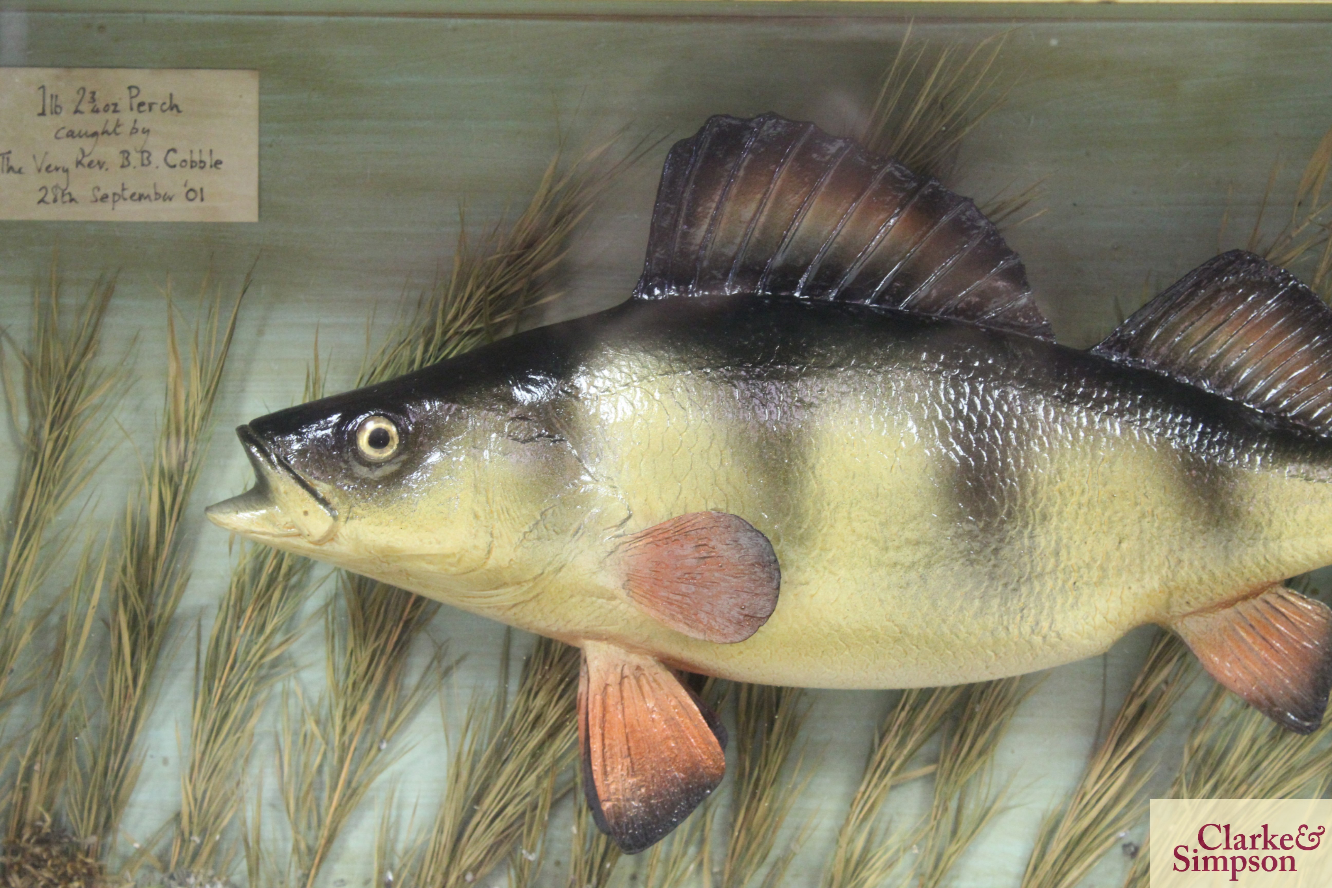 ** UPDATED DESCRIPTION** A cased model of a Perch, approx. 19½" long - Image 2 of 7