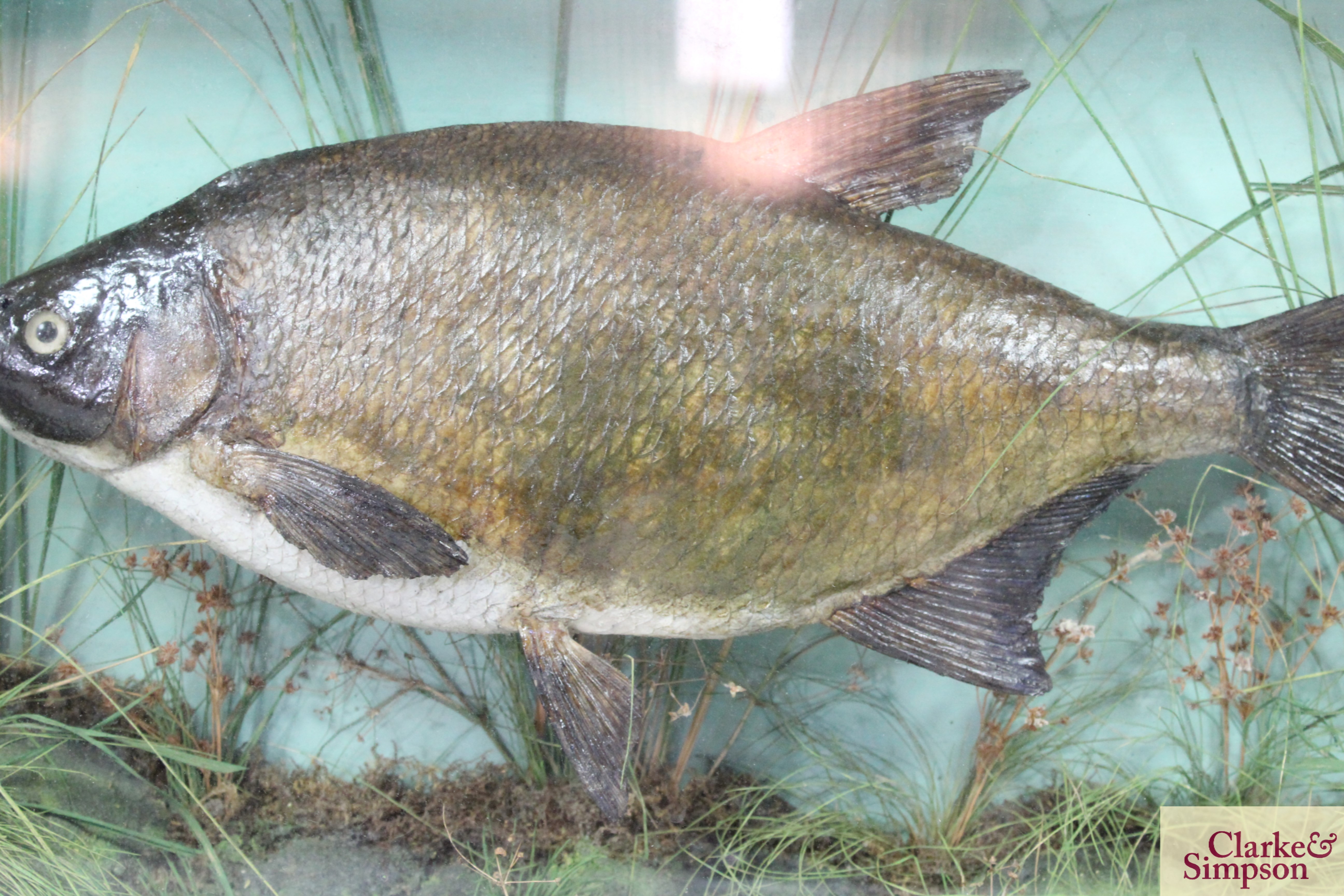 ** UPDATED DESCRIPTION ** A cased and preserved Bream in glazed case, approx. 21" long - Image 3 of 5