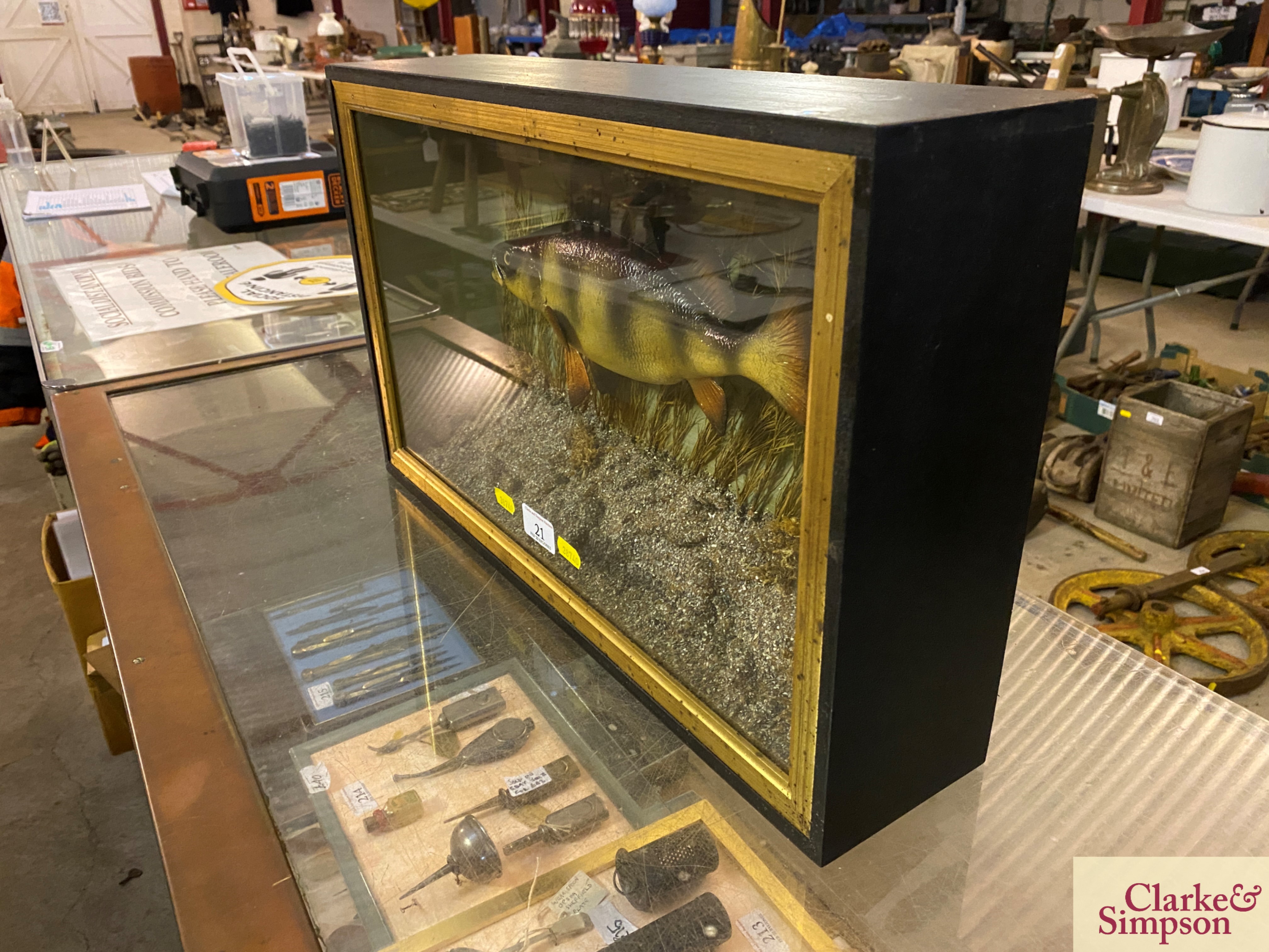 ** UPDATED DESCRIPTION** A cased model of a Perch, approx. 19½" long - Image 6 of 7