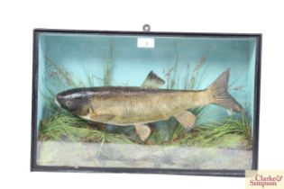 ** UPDATED DESCRIPTION ** A cased and preserved Grass Carp in glazed case, approx. 25" long
