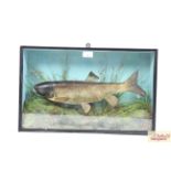 ** UPDATED DESCRIPTION ** A cased and preserved Grass Carp in glazed case, approx. 25" long