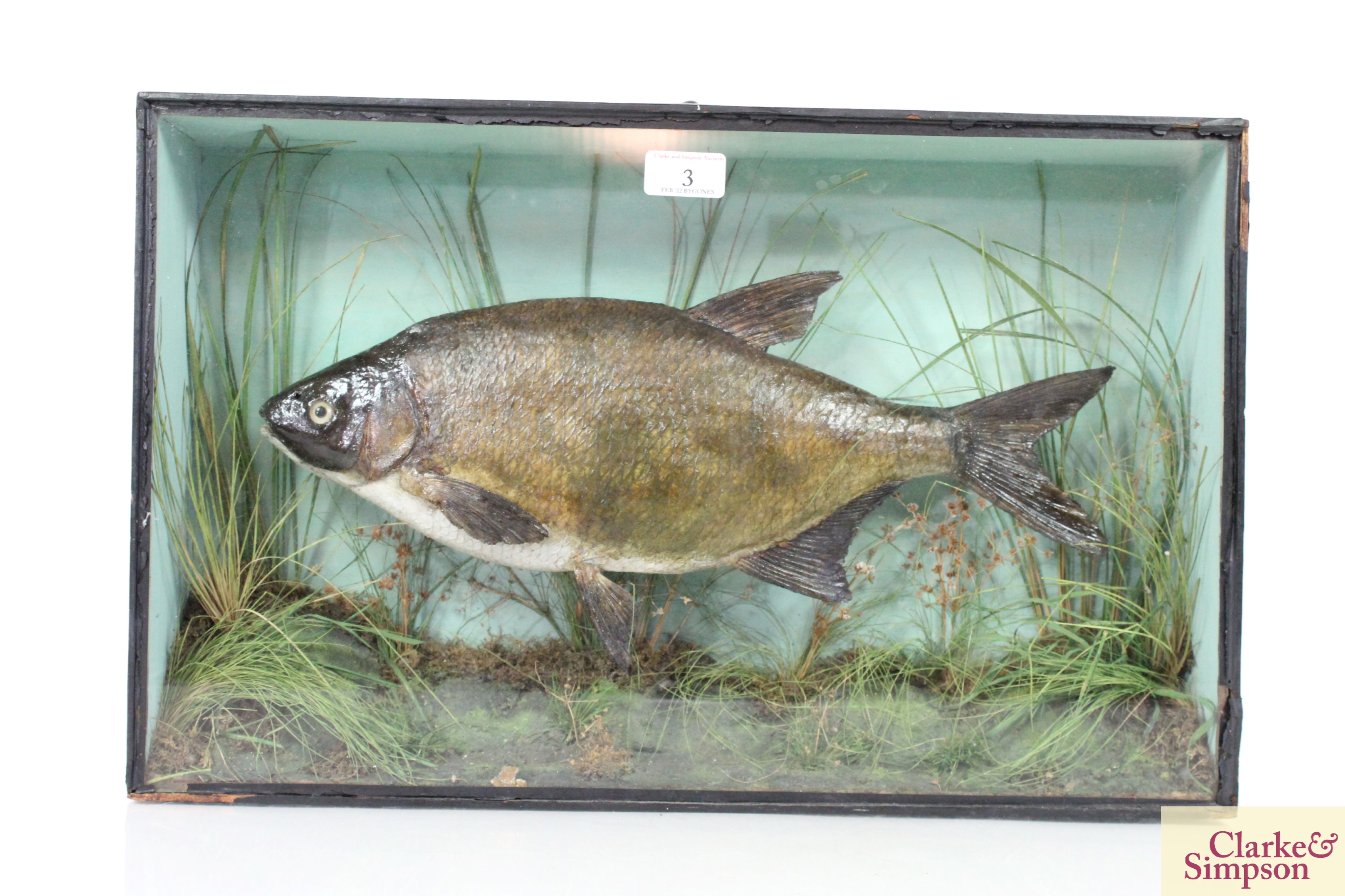 ** UPDATED DESCRIPTION ** A cased and preserved Bream in glazed case, approx. 21" long