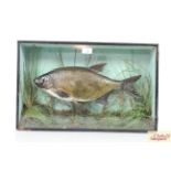 ** UPDATED DESCRIPTION ** A cased and preserved Bream in glazed case, approx. 21" long