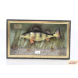 ** UPDATED DESCRIPTION** A cased model of a Perch, approx. 19½" long
