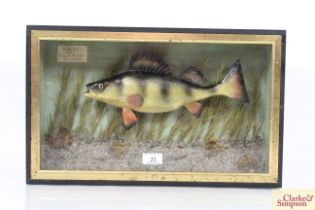 ** UPDATED DESCRIPTION** A cased model of a Perch, approx. 19½" long
