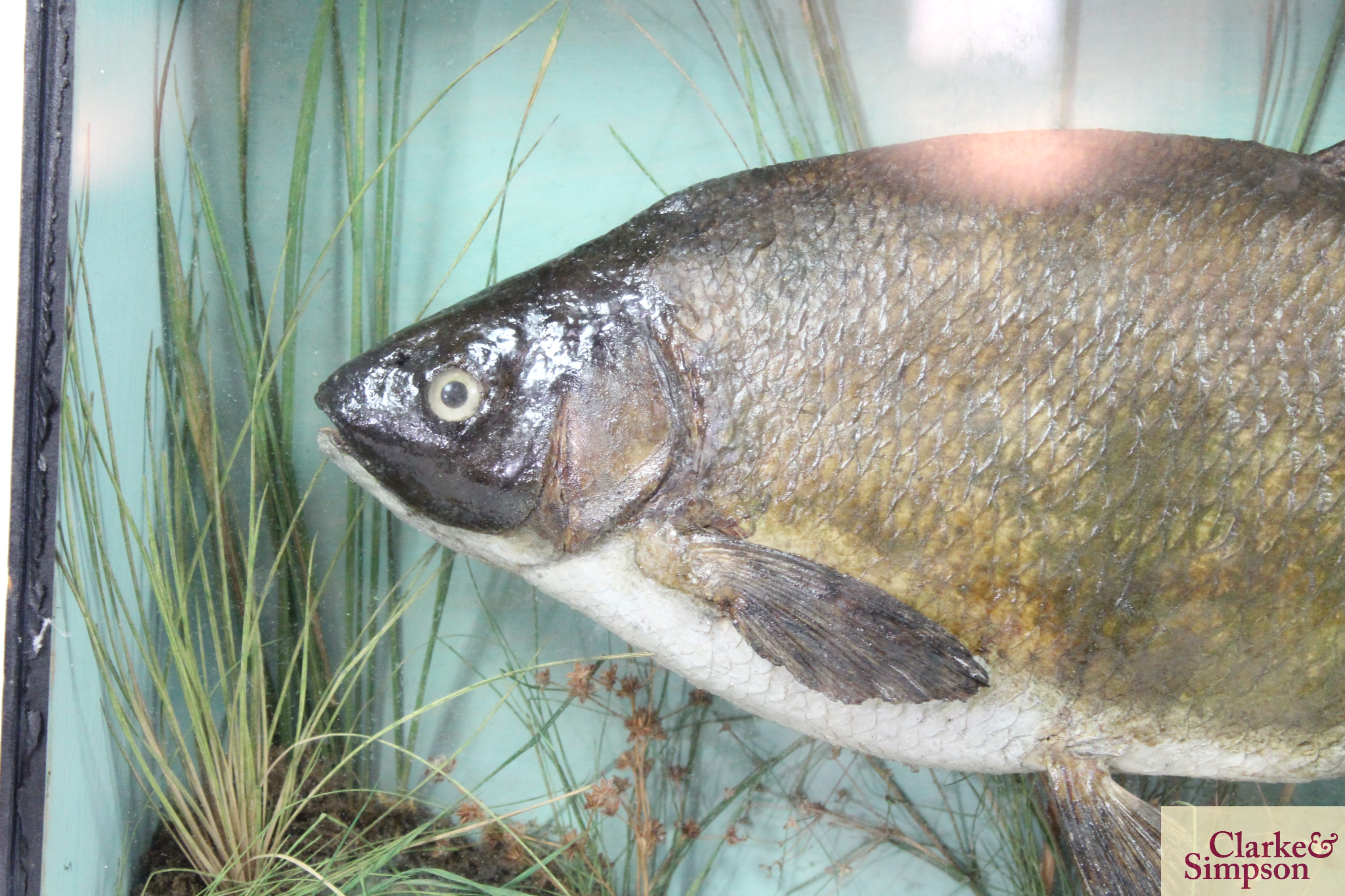 ** UPDATED DESCRIPTION ** A cased and preserved Bream in glazed case, approx. 21" long - Image 2 of 5