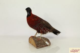 A preserved Temminck’s Tragopan Pheasant mounted on a log