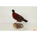 A preserved Temminck’s Tragopan Pheasant mounted on a log