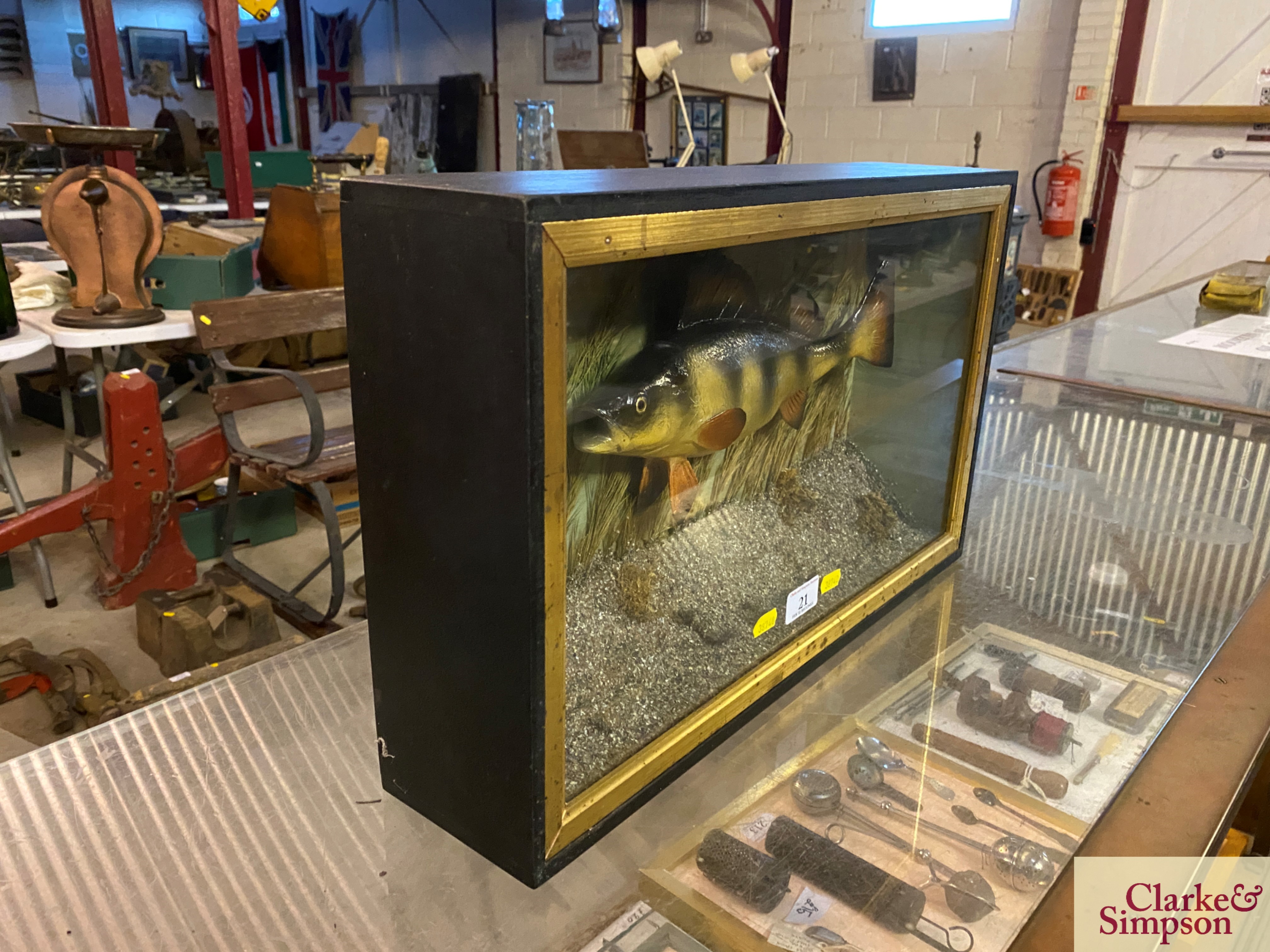 ** UPDATED DESCRIPTION** A cased model of a Perch, approx. 19½" long - Image 7 of 7