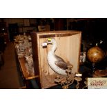 A cased and preserved Guillemot