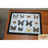 A case of preserved butterflies