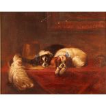 19th Century English school, study of King Charles spaniels, unsigned oil on canvas, 20cm x 24cm