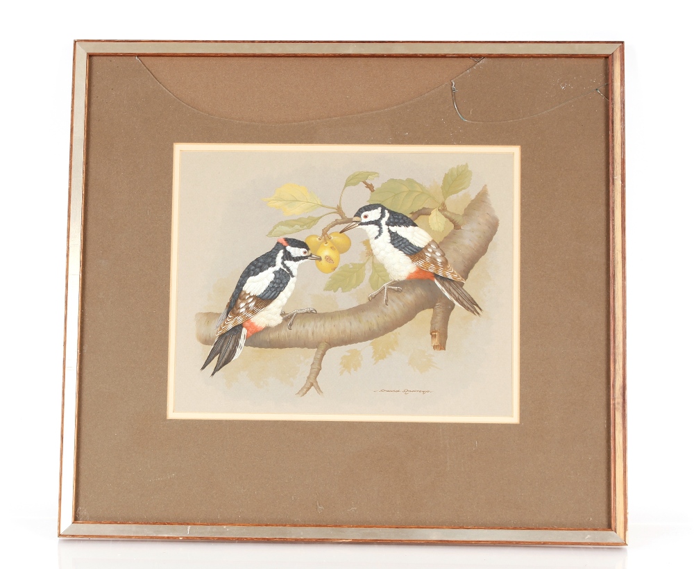 David Andrews, study of two Great Spotted Woodpeckers on the branch of a plum tree, signed - Image 2 of 2