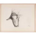 Jason Gathorne-Hardy, study of a Suffolk ram pencil sketch, 36cm x 50cm