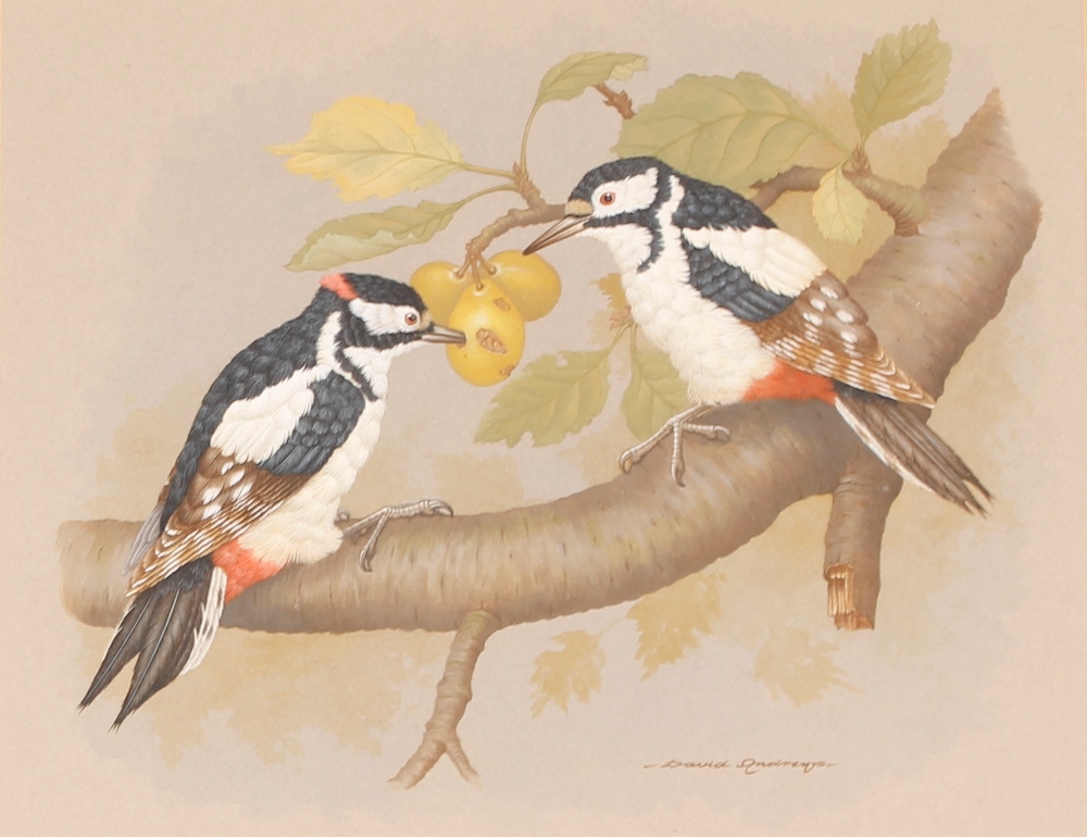 David Andrews, study of two Great Spotted Woodpeckers on the branch of a plum tree, signed