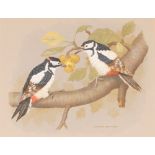 David Andrews, study of two Great Spotted Woodpeckers on the branch of a plum tree, signed