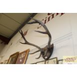 A pair of mounted stag antlers