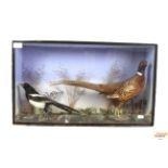 A cased and preserved arrangement of a pheasant an