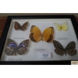 A small case of butterflies (128)