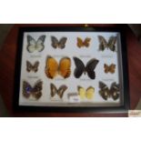 A case of butterflies (129)