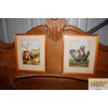 A pair of coloured poultry prints