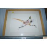 A watercolour study of a pheasant, initialled CLW