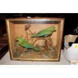 Two cased and preserved parakeets