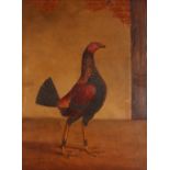 19th Century school, study of a game cock, unsigned oil on board, 30cm x 22cm