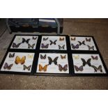 A collection of six framed preserved butterflies a