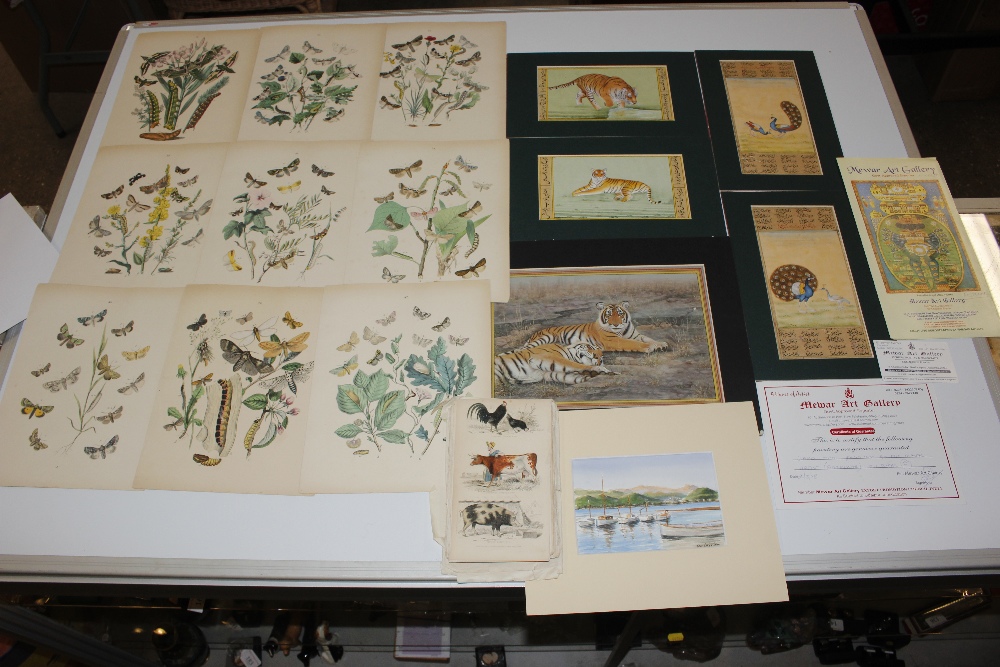 A collection of various botanical and natural hist