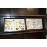 Two cased preserved butterflies and moths