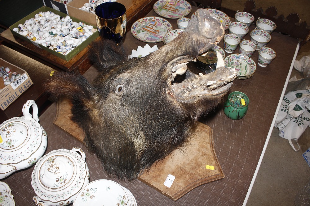 A taxidermy boar's head mounted on wooden plaque